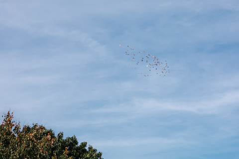 Onderdonk House Wedding